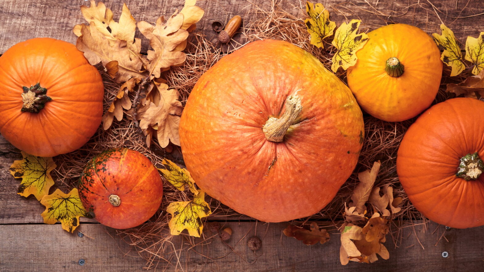A guide to the accompanying plants of pumpkins for the best plants
