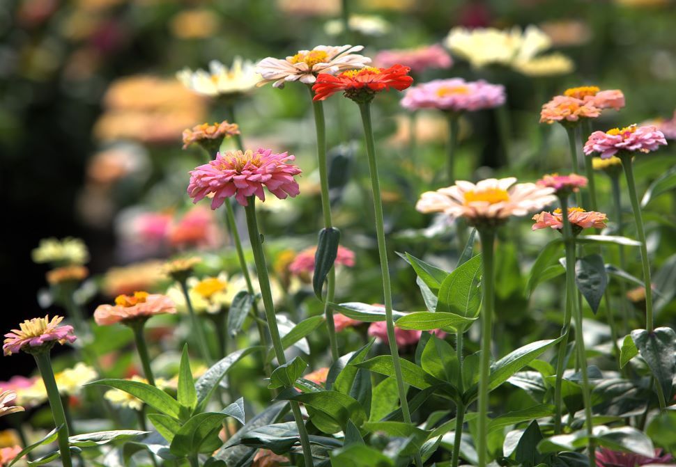 Flowers 1