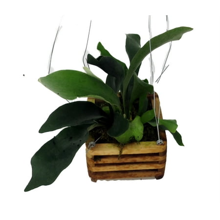 Staghorn Far - Platycerium BiForcatum - Exotic - 6