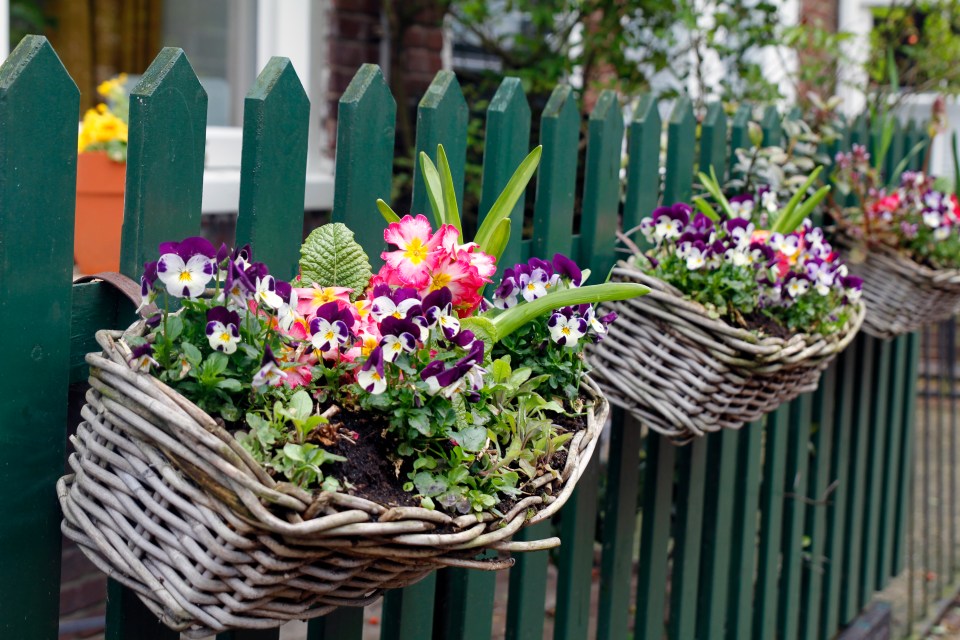 Flowering plants in hanging baskets on a green fence.