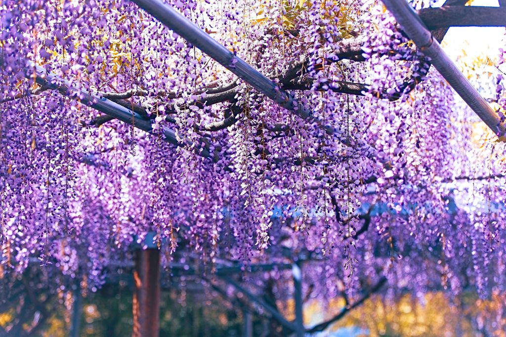 05/04.2017. Shisou, Hyogo, Hapan