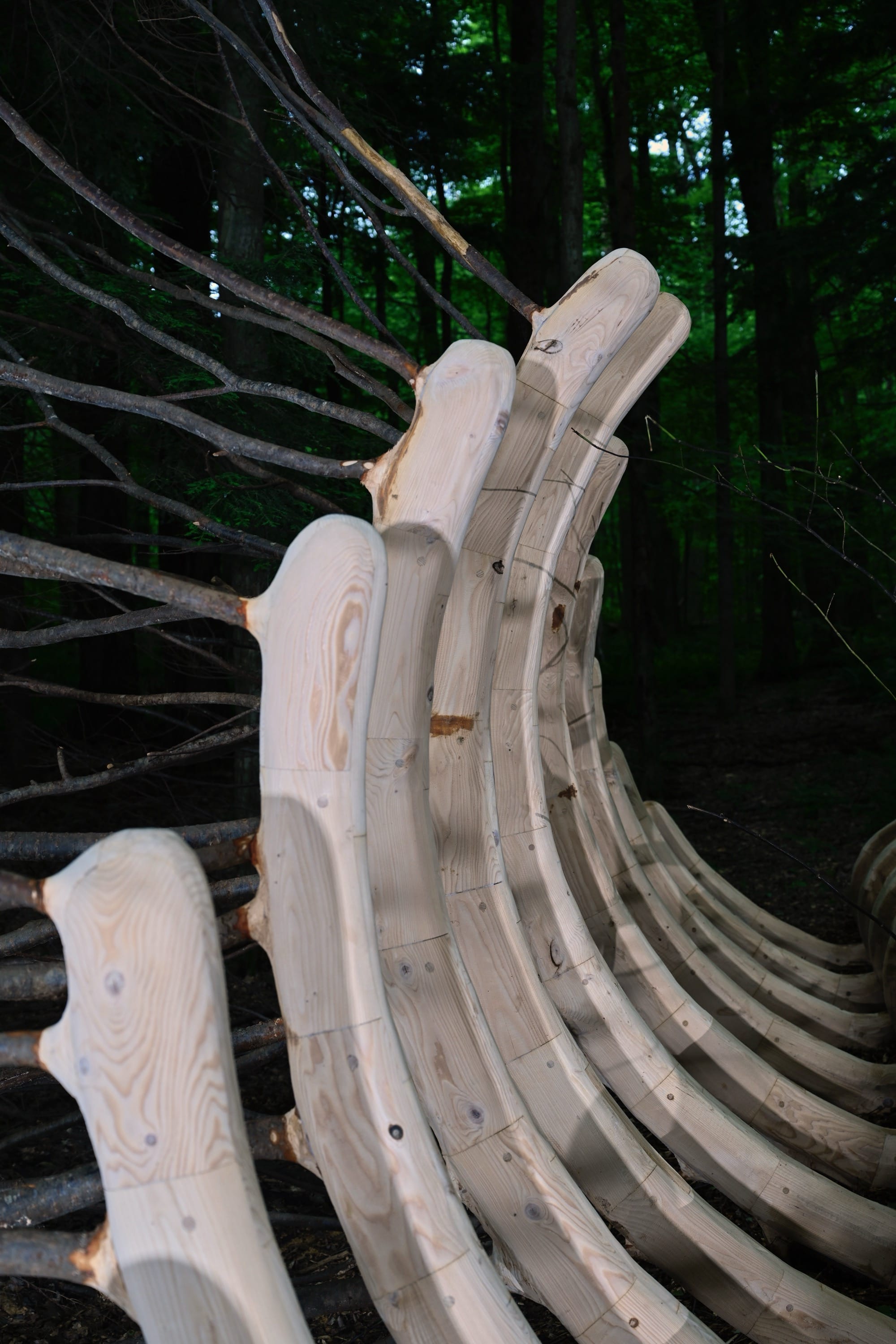 A detail of a sculpture by Hugh Hayden from a huge animal rib cage in the forest