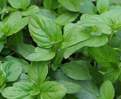 Mint basil mentha × piperita f. citrata basil aromatic herb plants bees butterflies earth cover 9cm pot