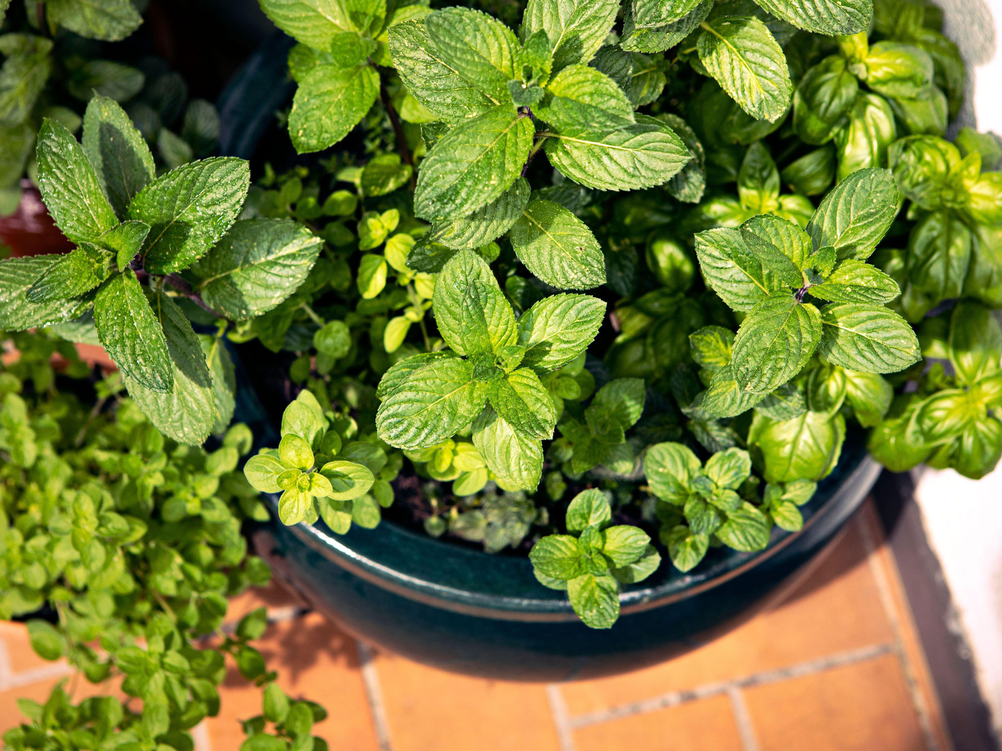 Container planted with mint, basil and oregano