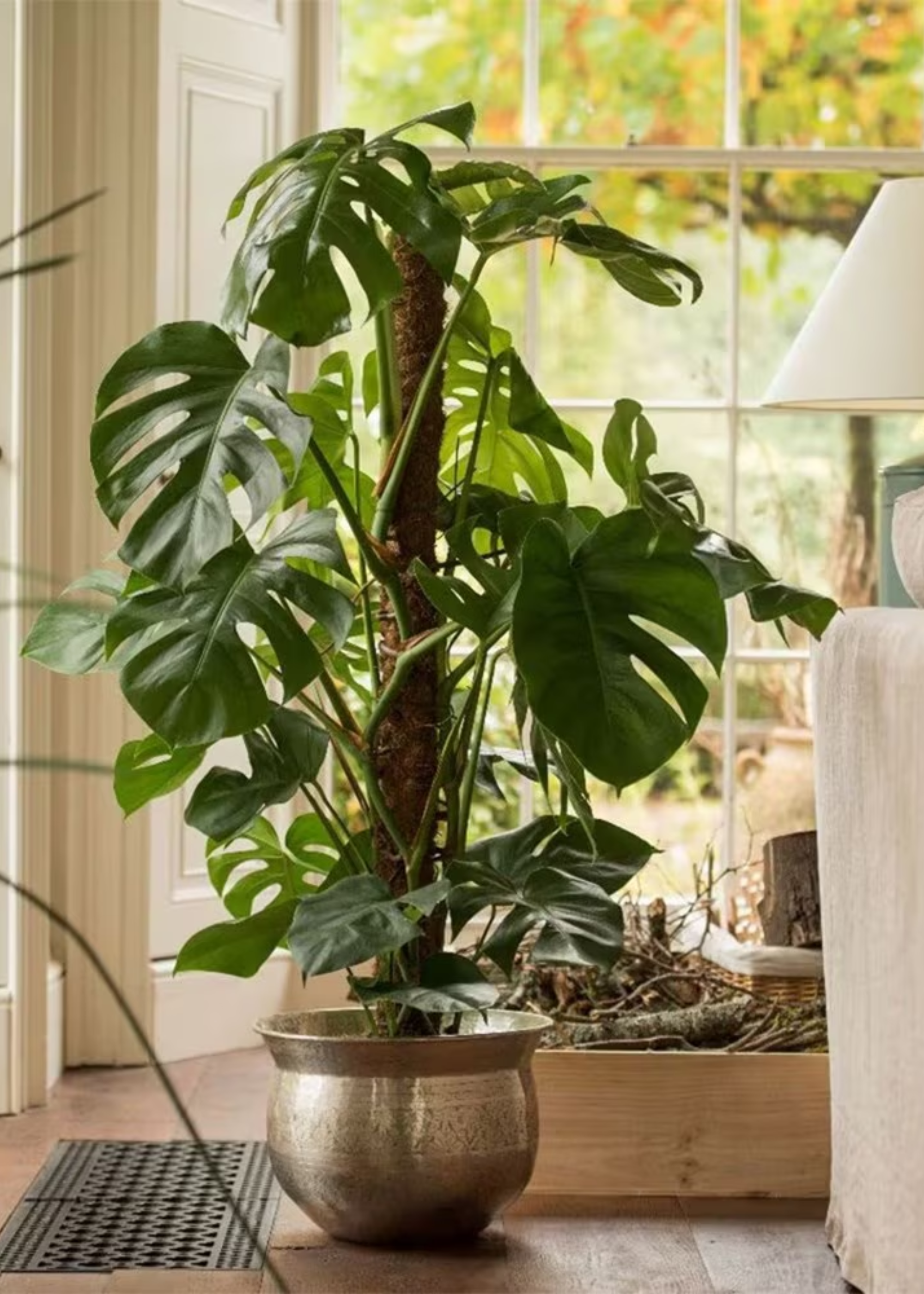 A Monstera Deliciosa plant in a brass Y-Bowl planter on a wooden floor in a living room