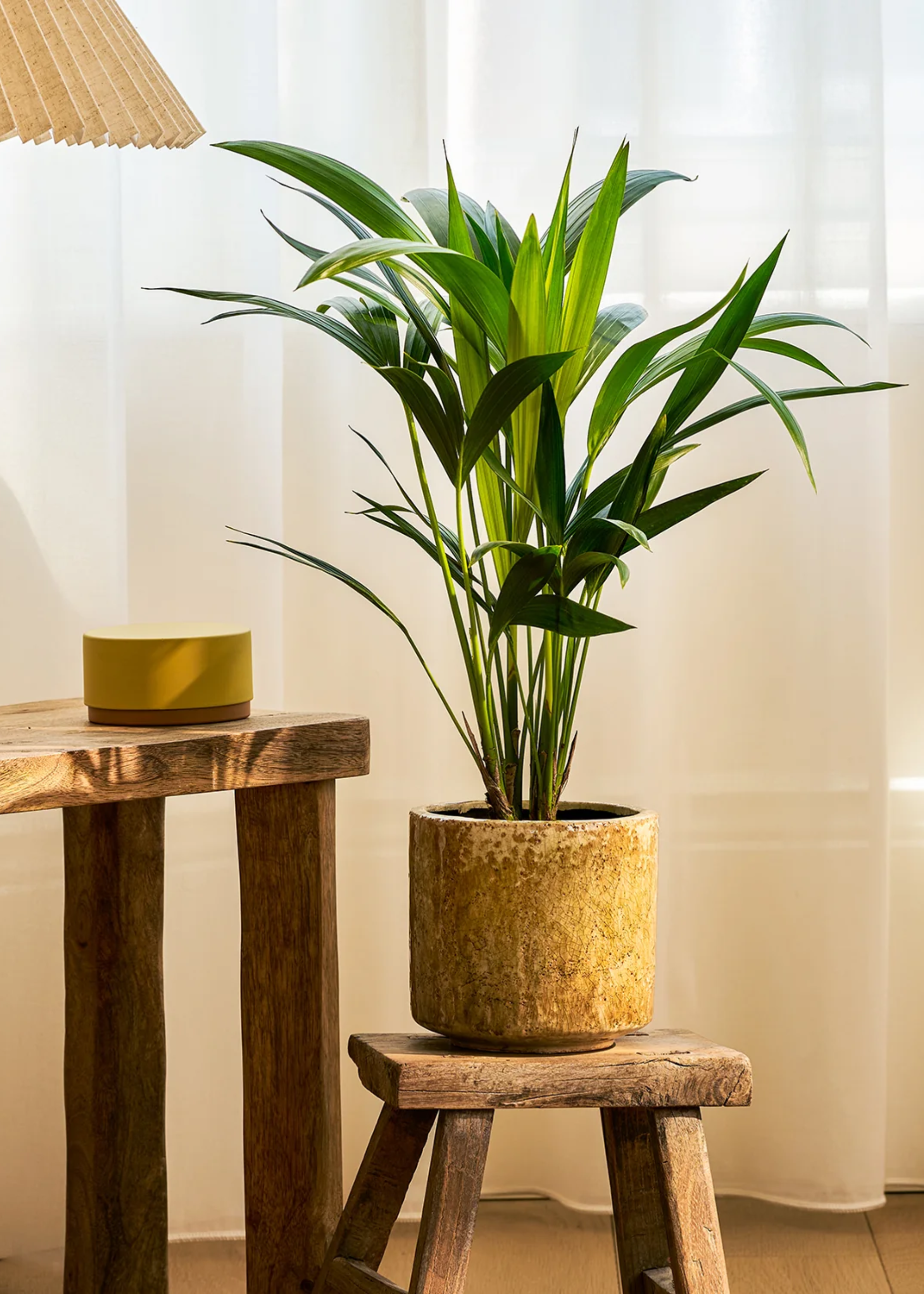 A Kentia palm plant in an old planter on a wooden stool near a desk with a wrinkle lamps