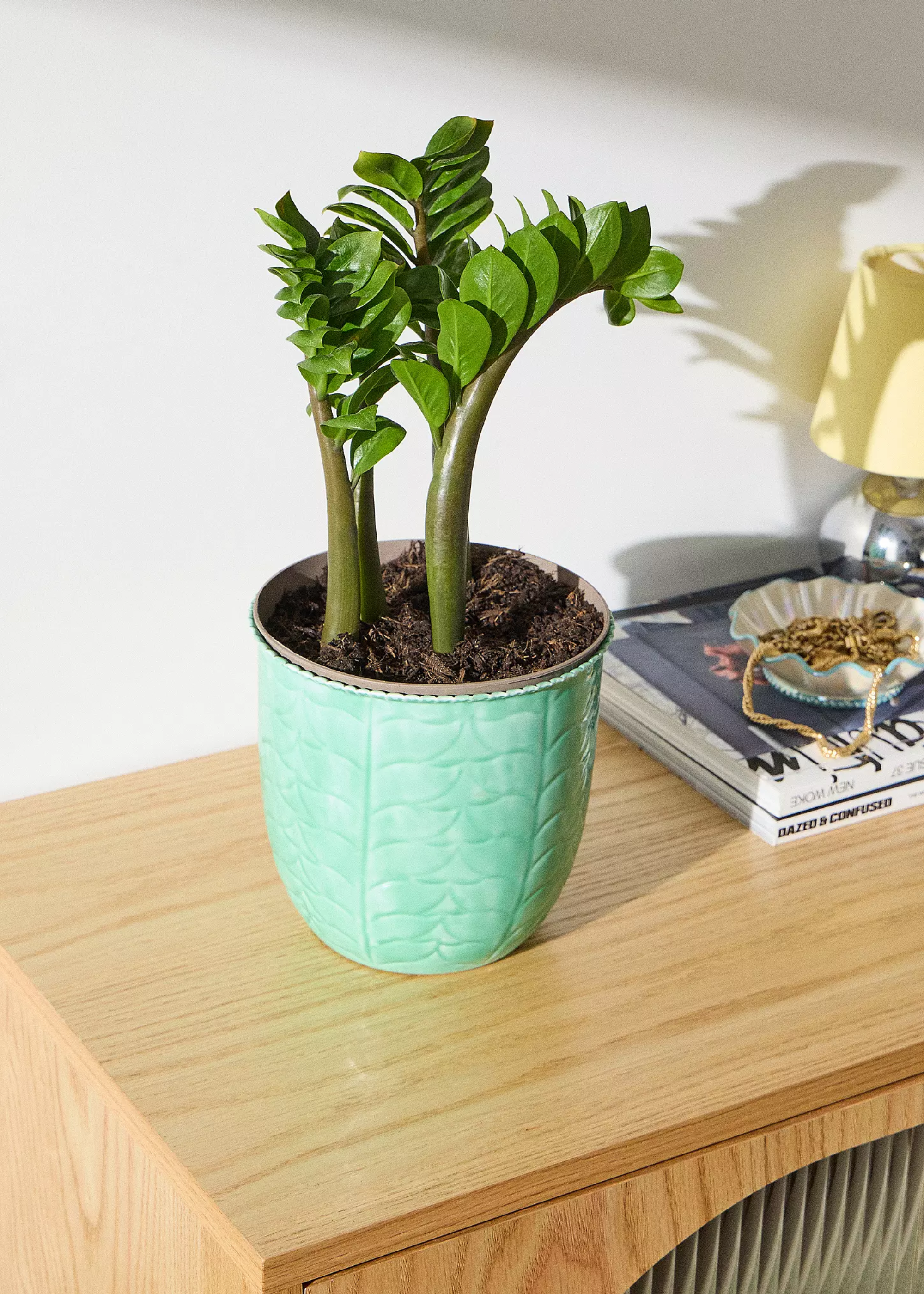A baby -zz plant