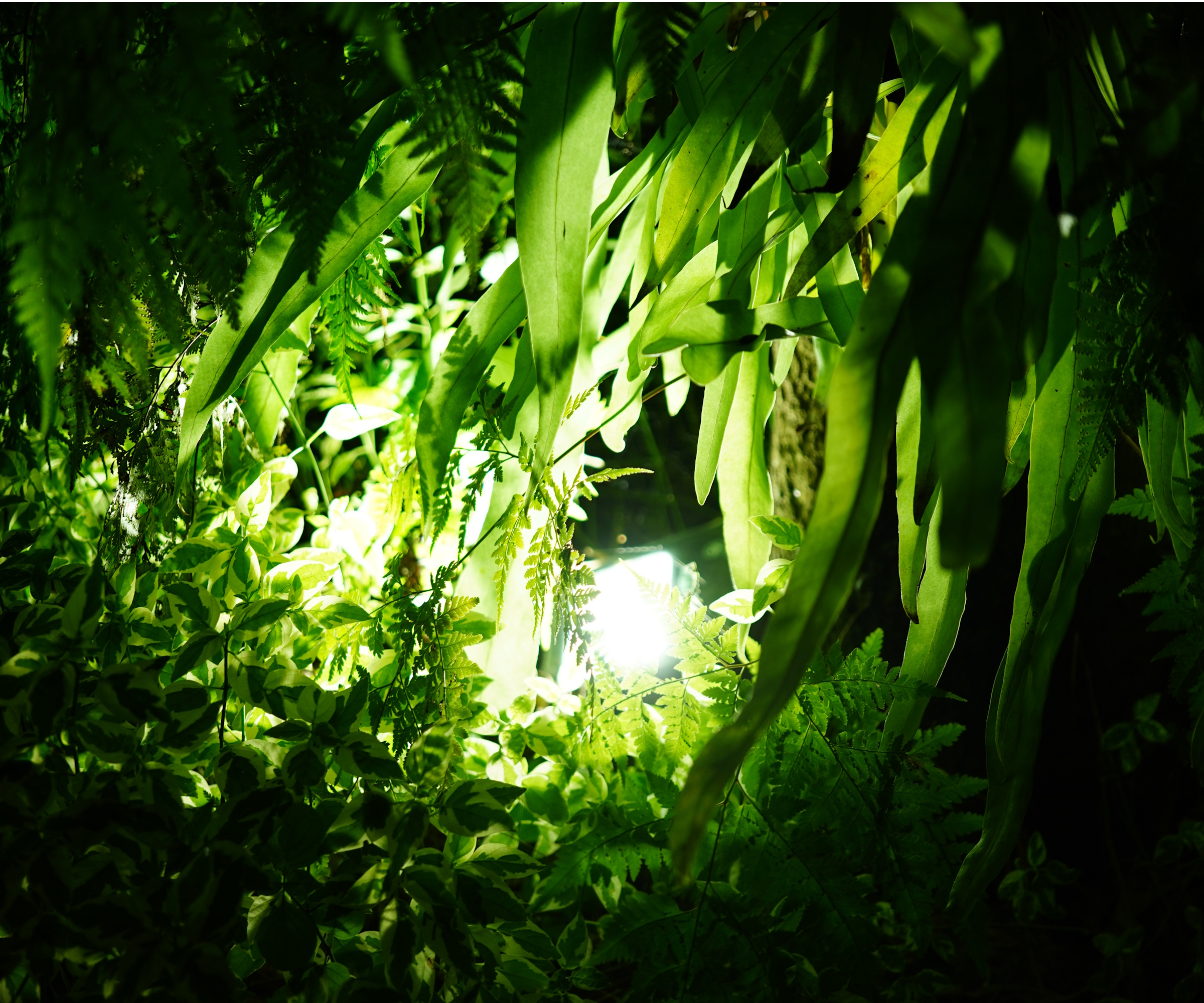 Moonlight in plants