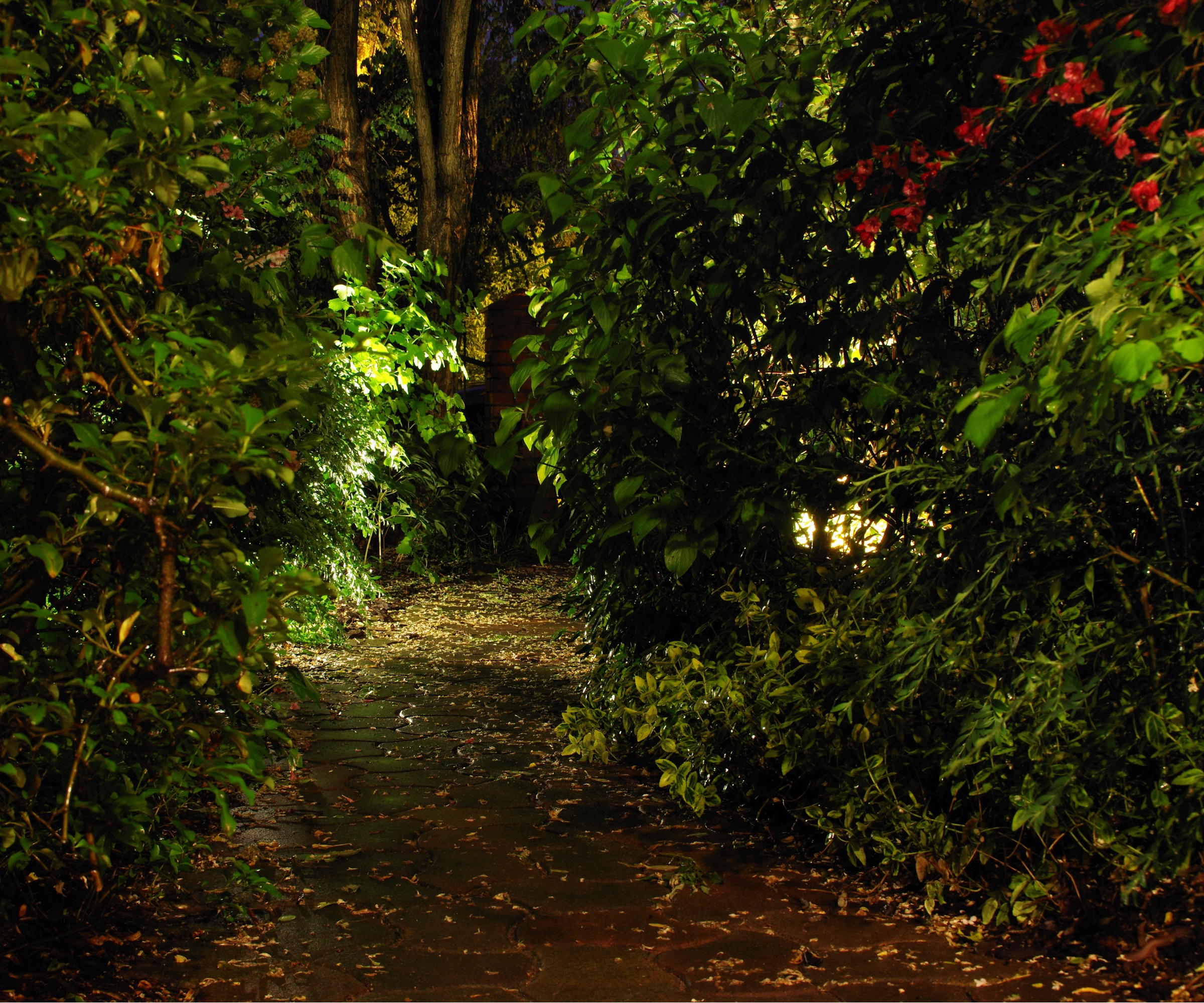 Moonlight garden