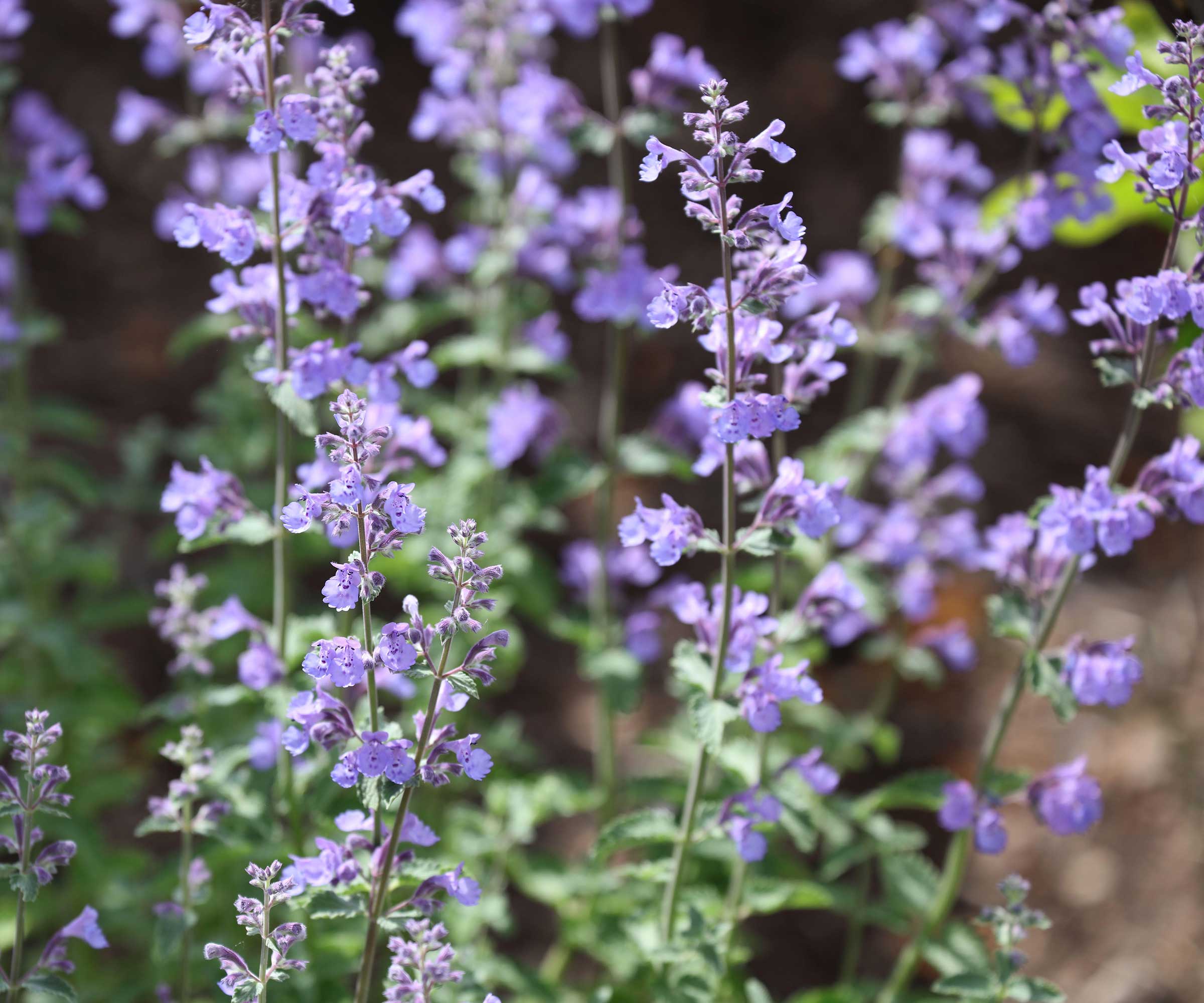 Nepeta 'hiker low'