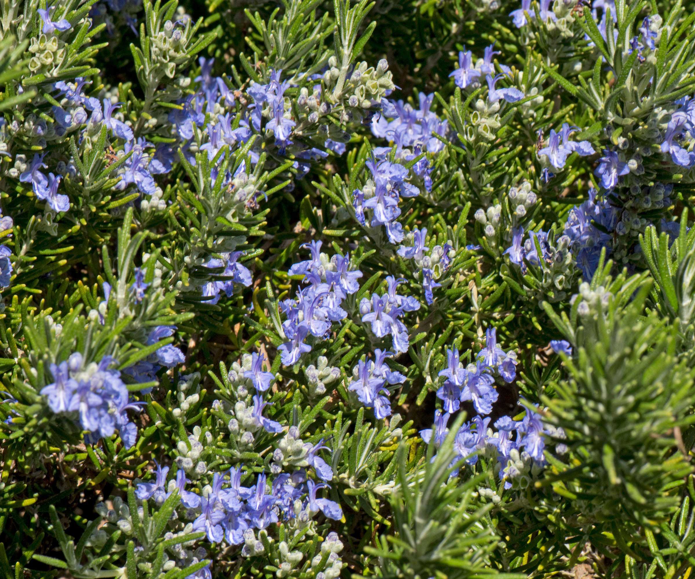 Creeping rosemary in flower