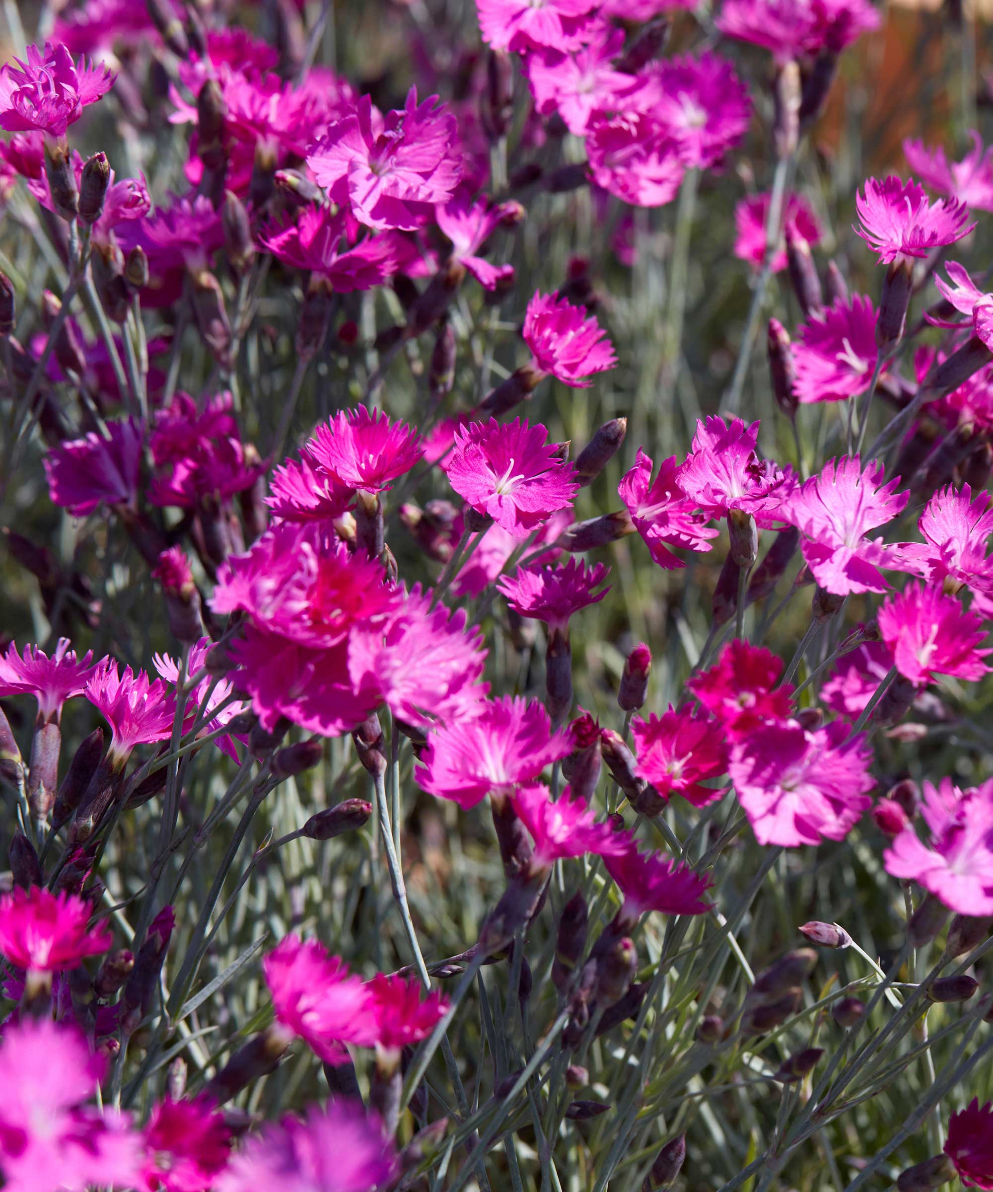 DIANTHUS fire brigade flowers