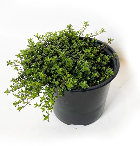 Crawl thyme (4 inches + producers) - 4 inches living herbal plants - matt -forming plants - low -maintenance, high -fragrant and beautiful ground cover plants