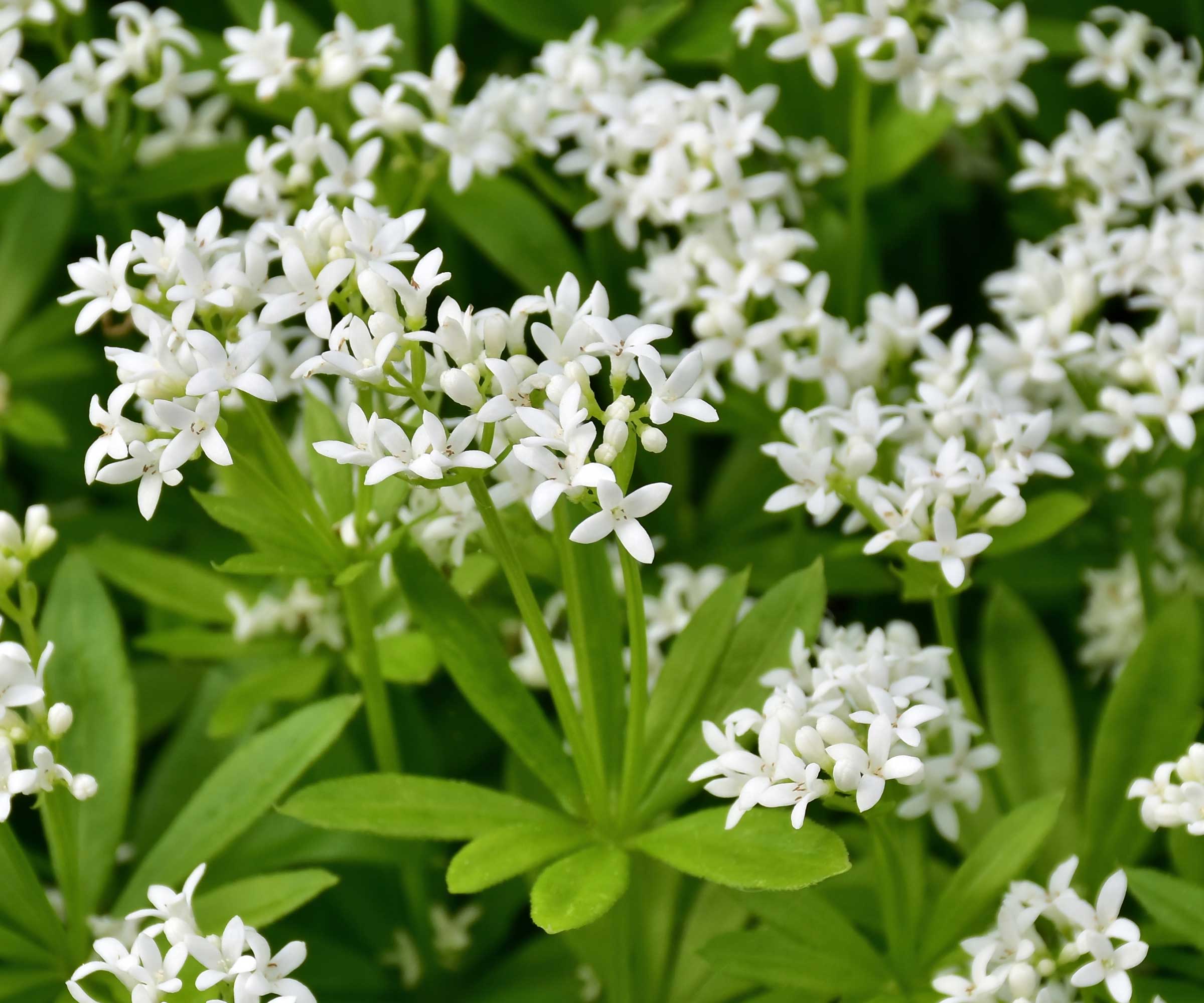 Sweet wooden scale in flower