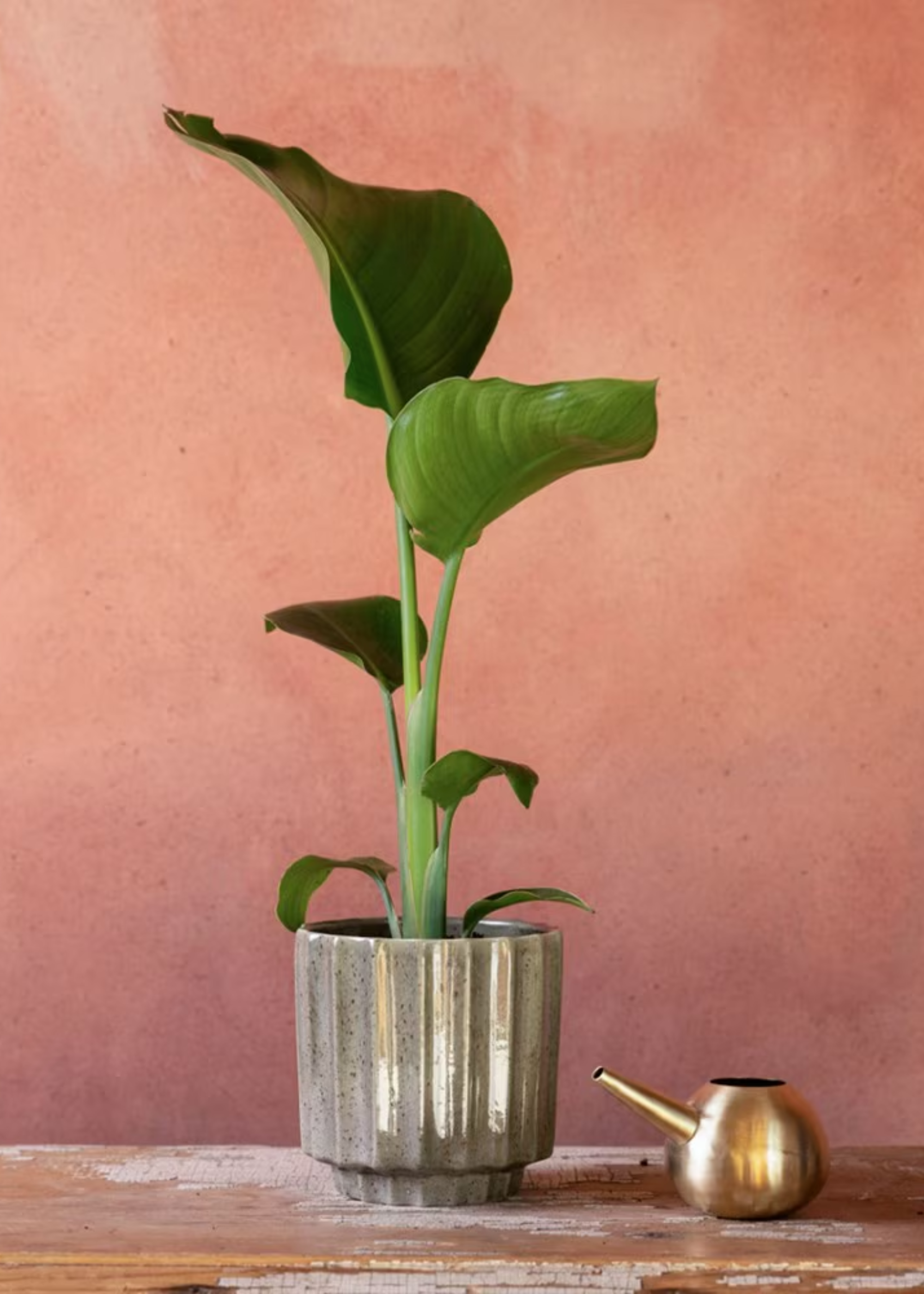 A white bird of paradise in a glazed structured gray ceramic pot on a wooden table near a brass water pot