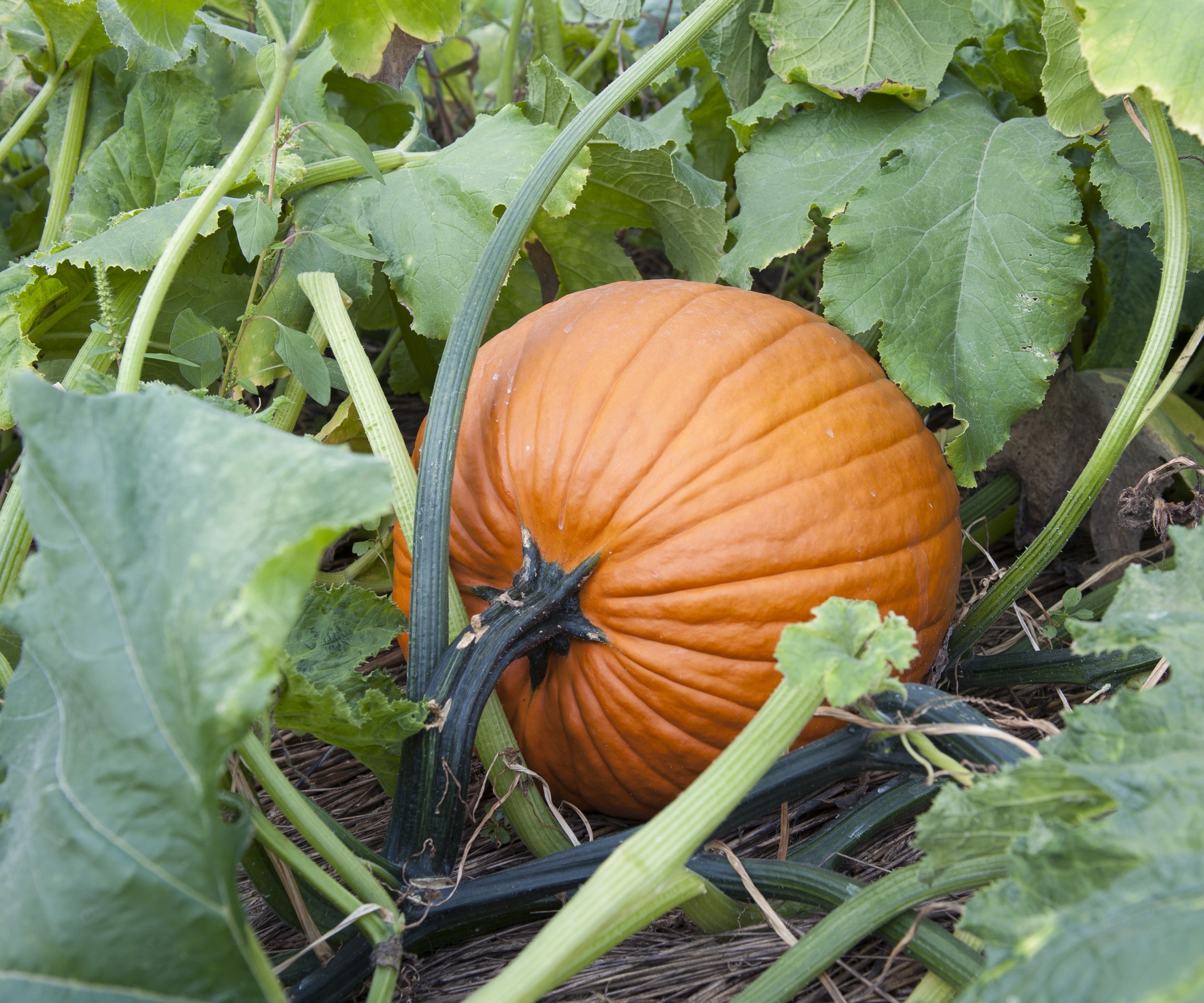 Pumpkin grows together with leaves on the vine