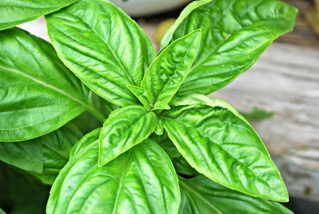 A close -up picture of the leaves of a basil plant