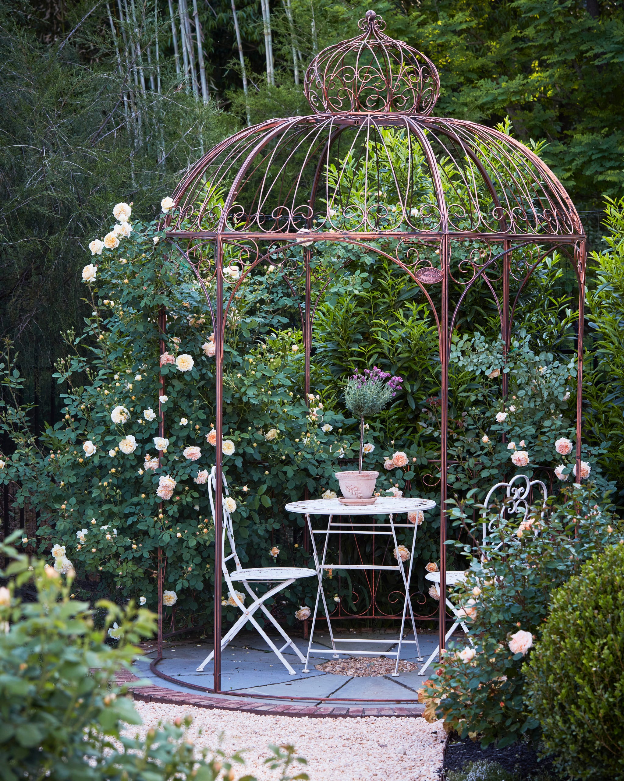 Garden in the north virginia home of the gardener Master \, Yvonne Tsikata. Fragrant Crown Princess Margareta Flowers that climb on a pavilion.