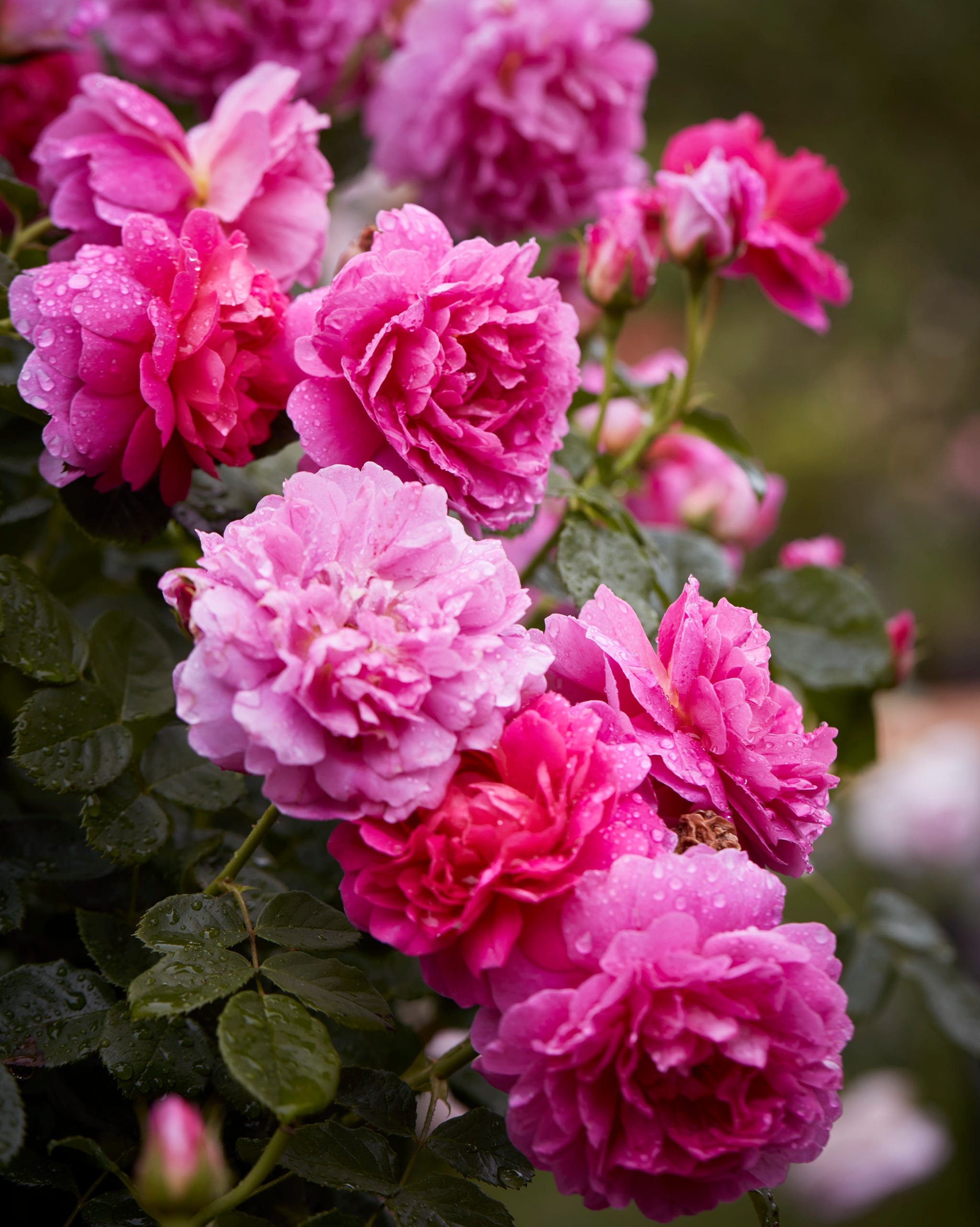 Garden in the north virginia home of the gardener Yvonne Tsikata. Princess Anne David Austin Rosen bloom in depths to light pink shadows.