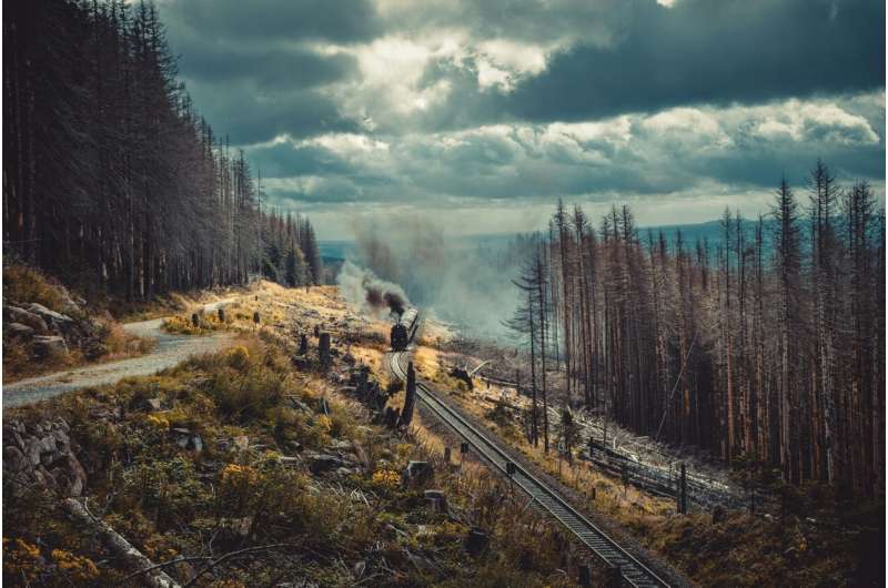 Credit: Mark Plötz from Pexels German forest