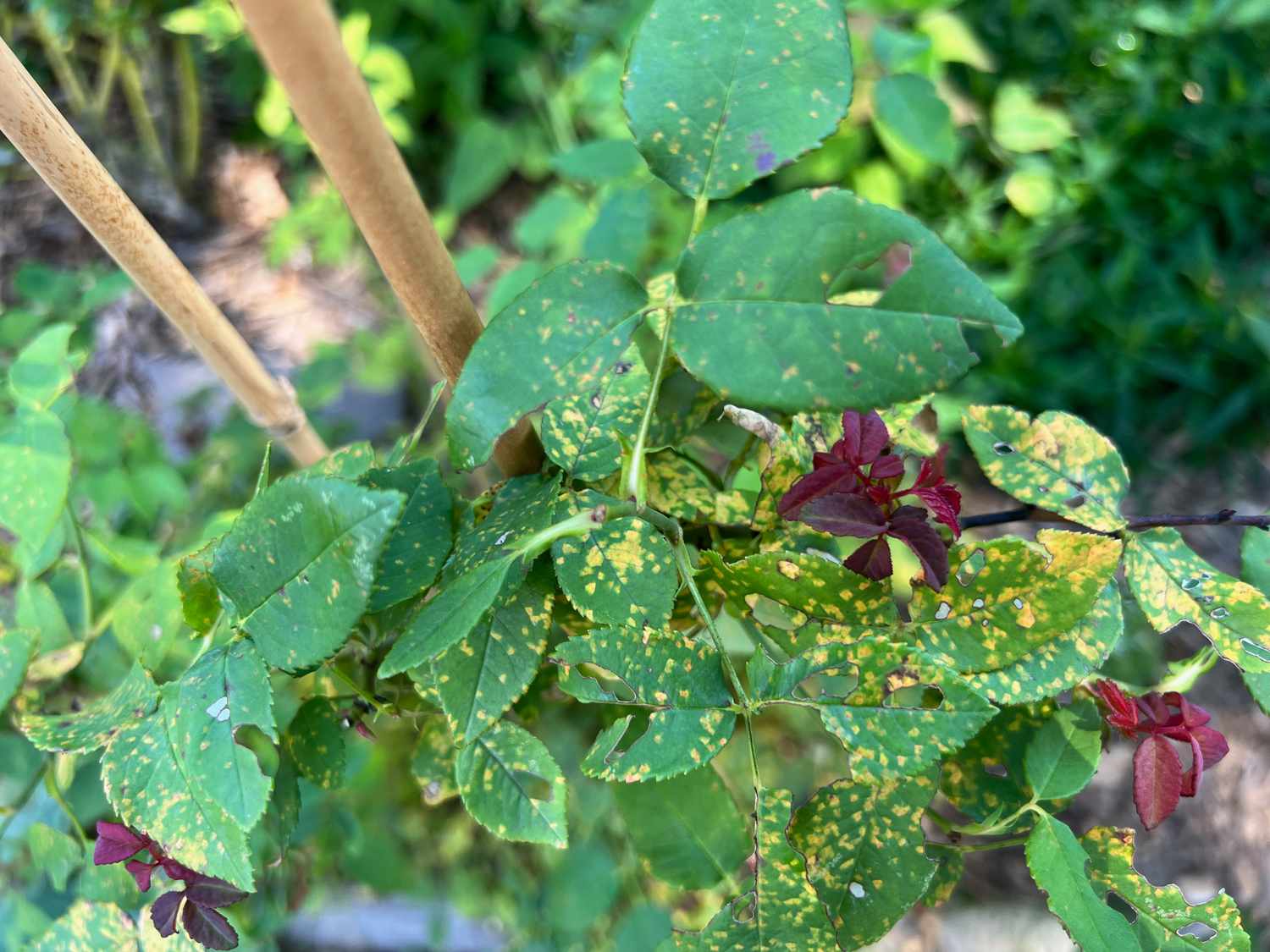 How to find out what your roses eats - and what to do about it