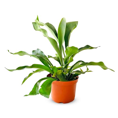 Shop -Succulent Staghorn Fern Plant, Rare Living Interior Plants, Easy Care Tropical RousePlant in kindergarten, air purification system in the ground, household heat, home decor, 6 -CCH