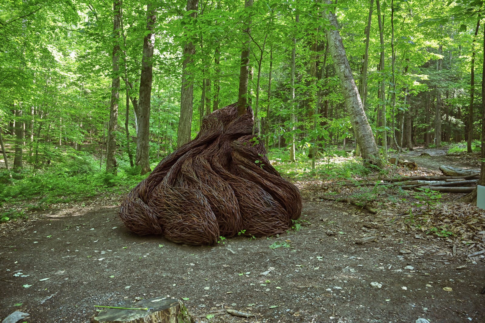 An abstract Willow -sculptural installation of Laura Ellen Bacon in some forests