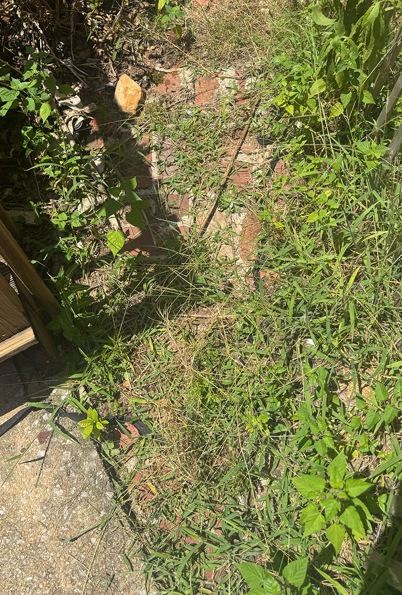 overgrown surface with grasswort and a stone