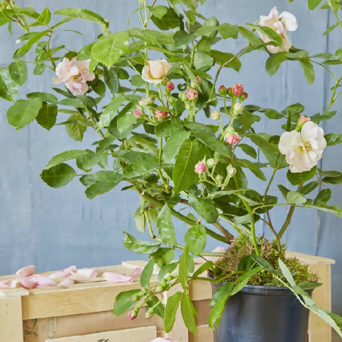 Pink rose gift box