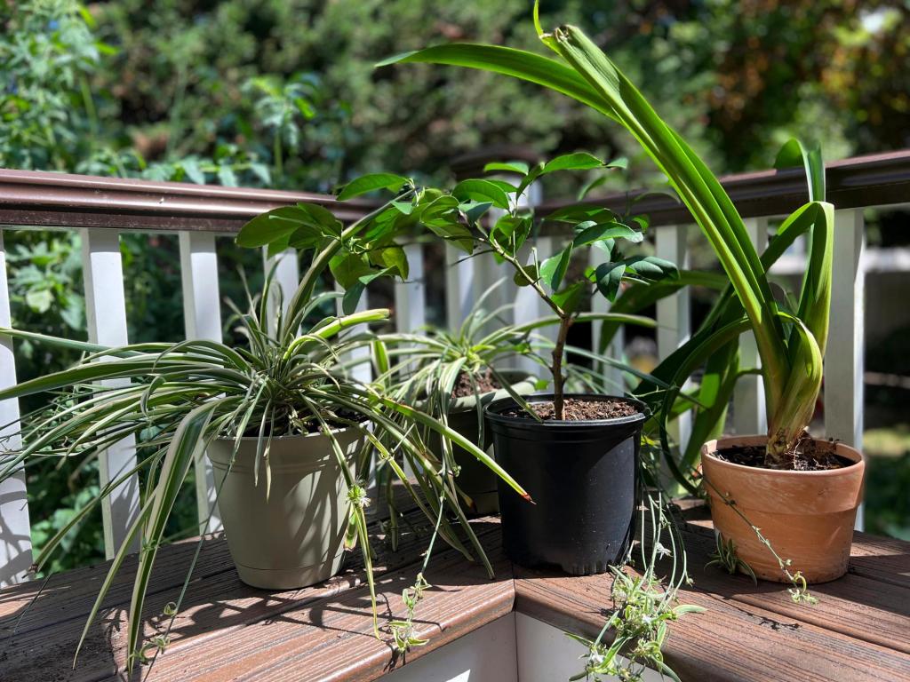 What you can do for your garden in late summer in the Bay area