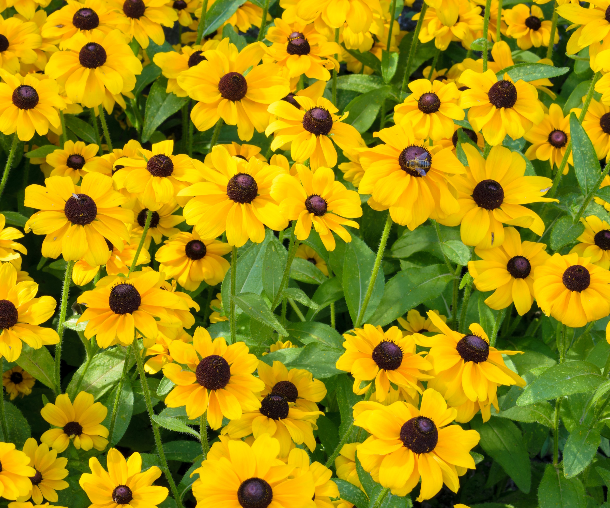 Rudbeckia 'Toto' series with yellow and black flowers