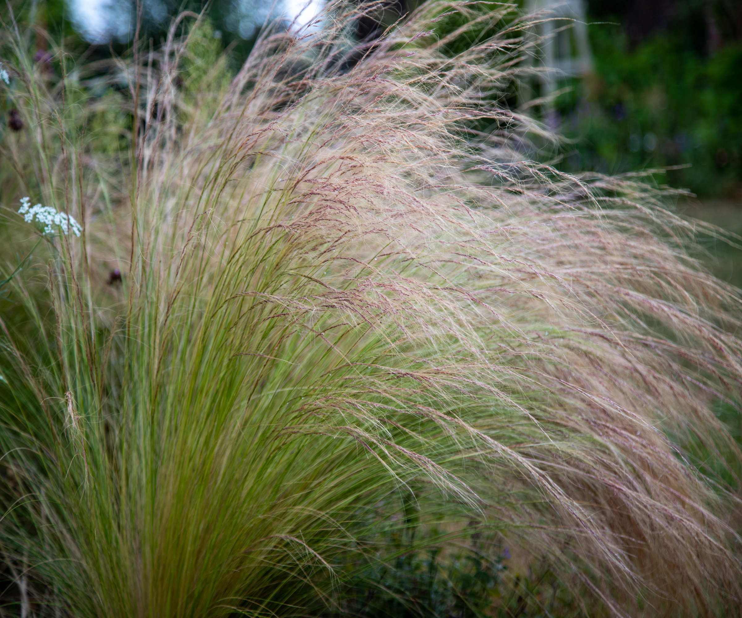Fluffy brown panicles and green leaves Mexican feather grass