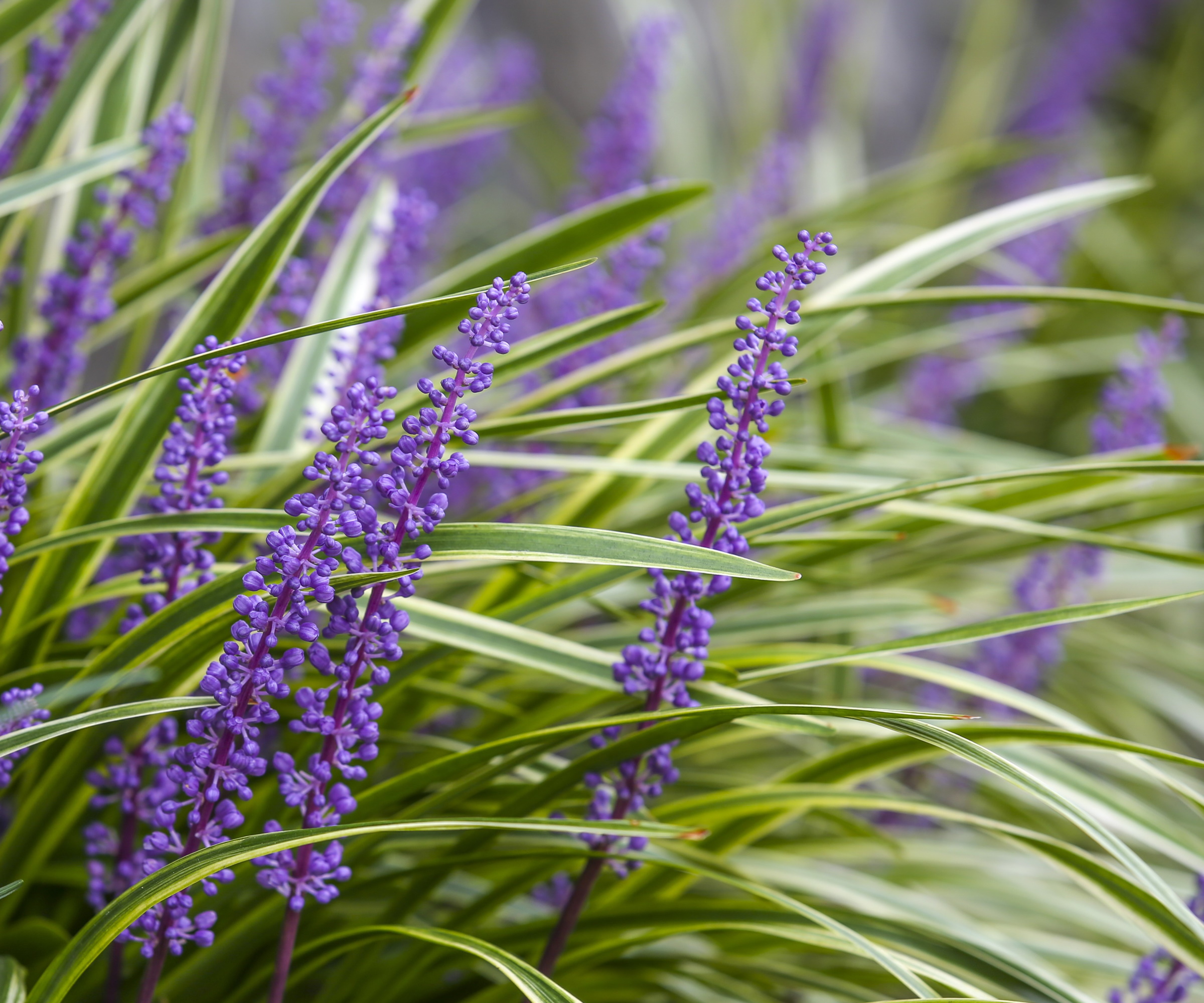 Liriope Muscari in bloom