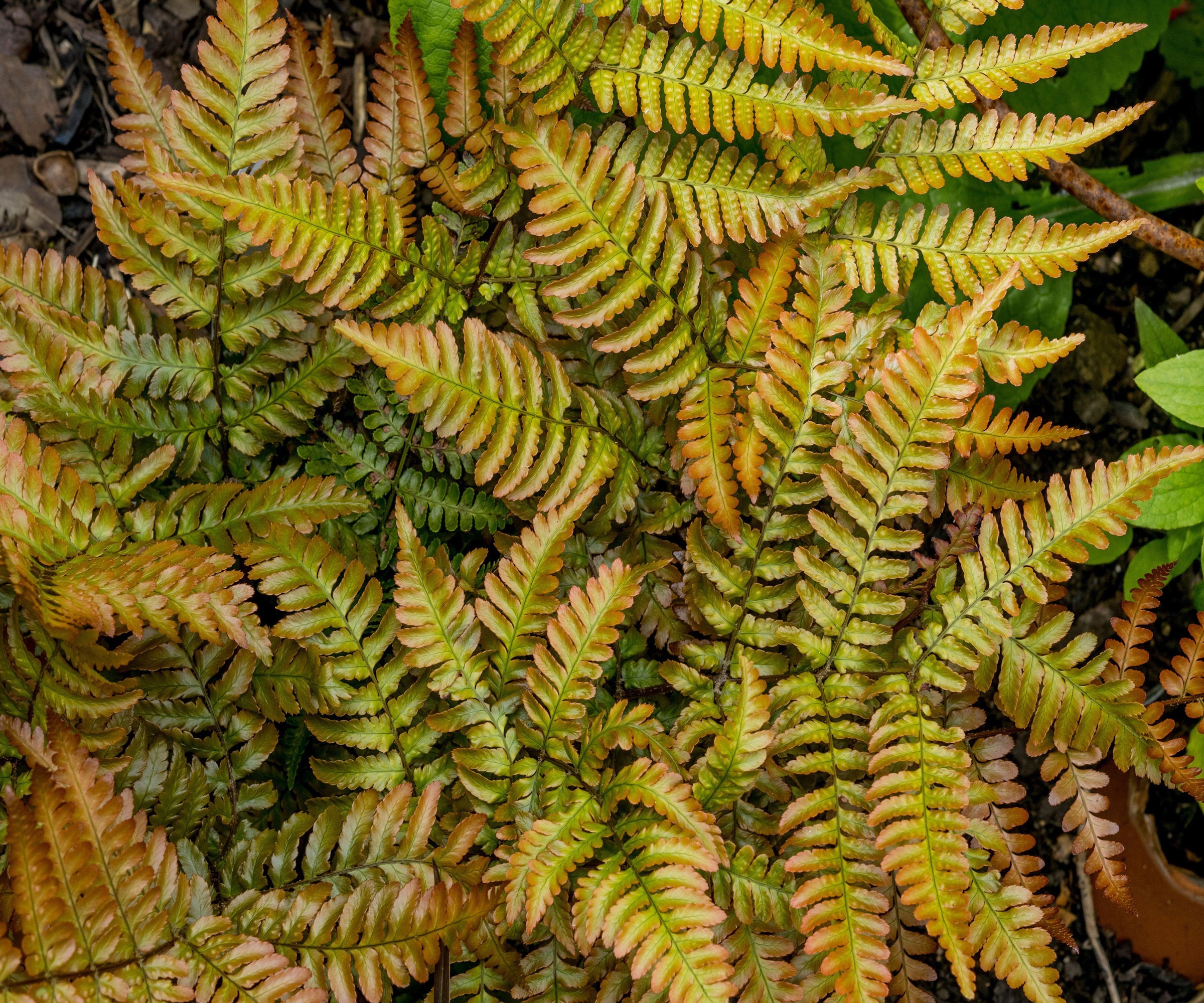 Autumn fern