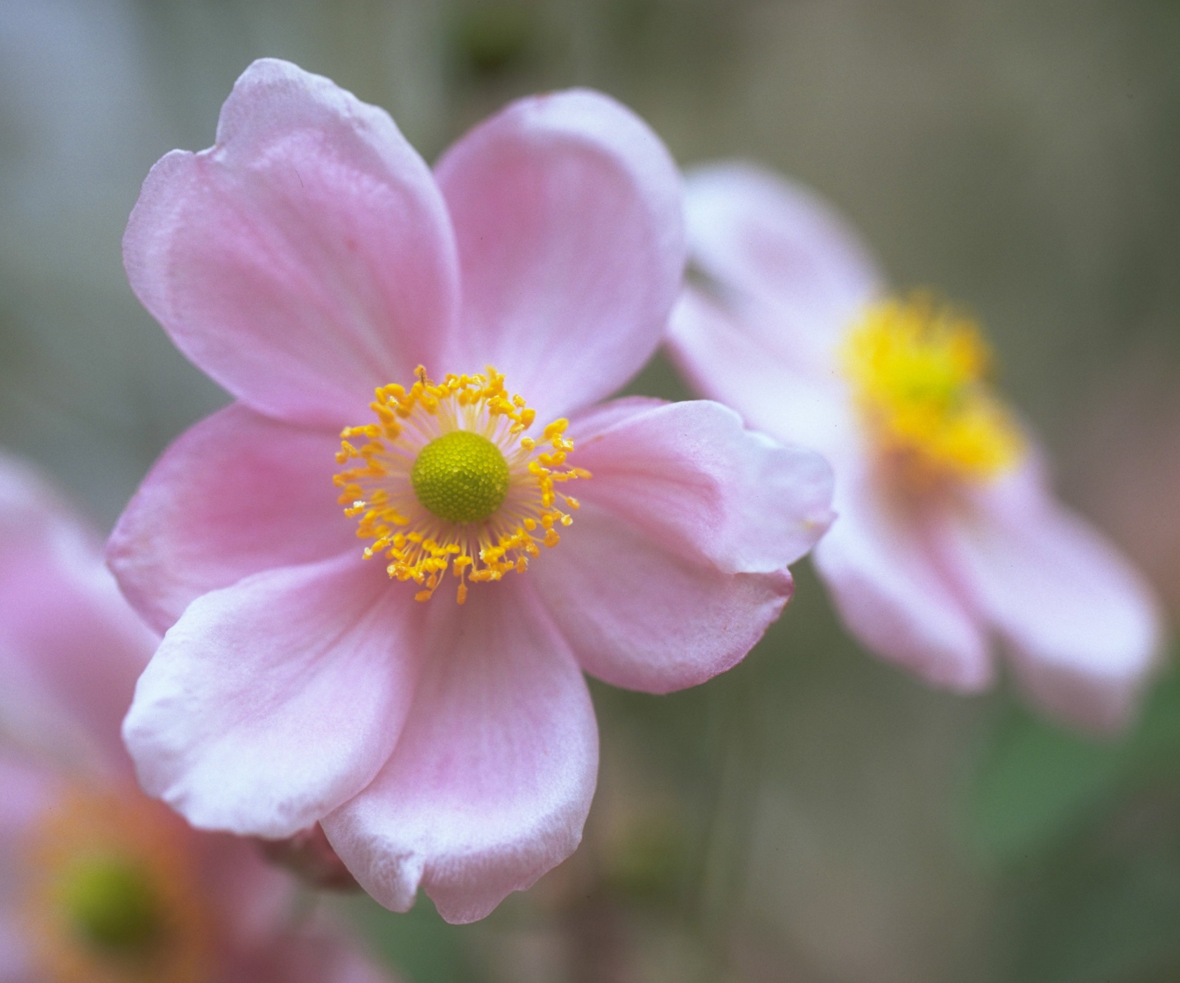 A close -up of pink Japanese anemone