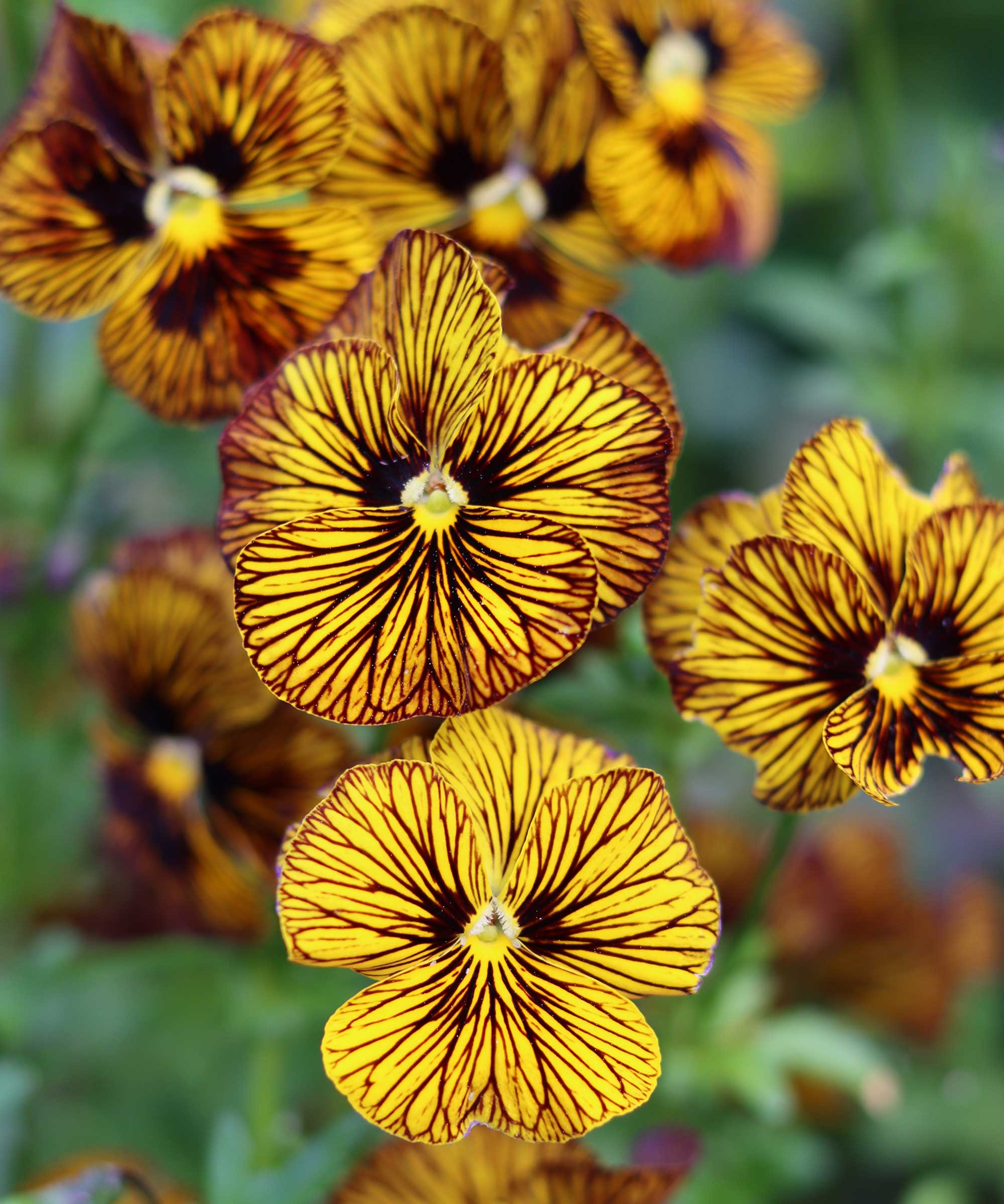 Close up of 'Tiger Eye' brass flowers