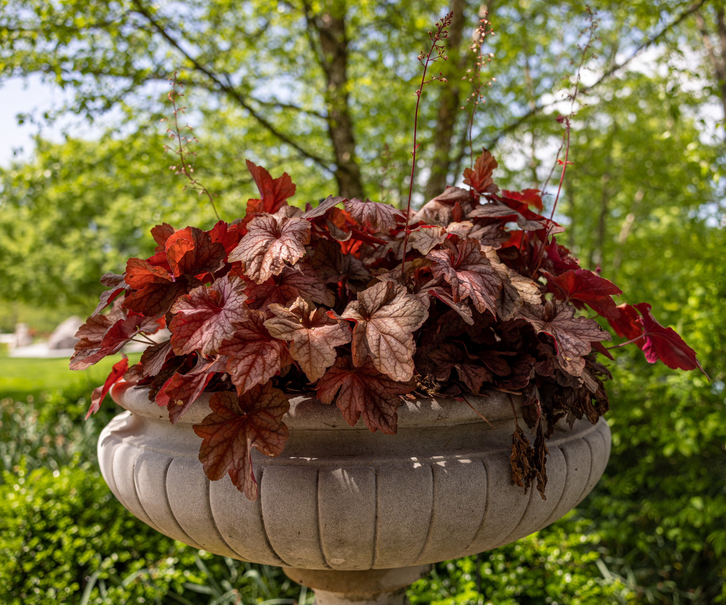 Coral Bells (Heuchera) ia a can