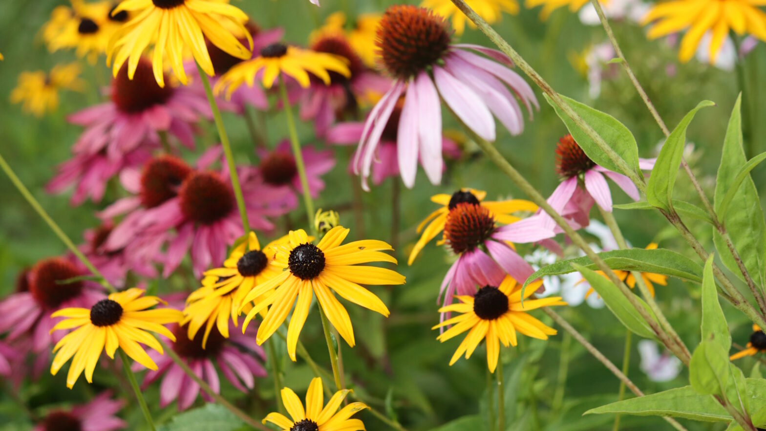 7 plants that can add pots in September: immediate color and joy