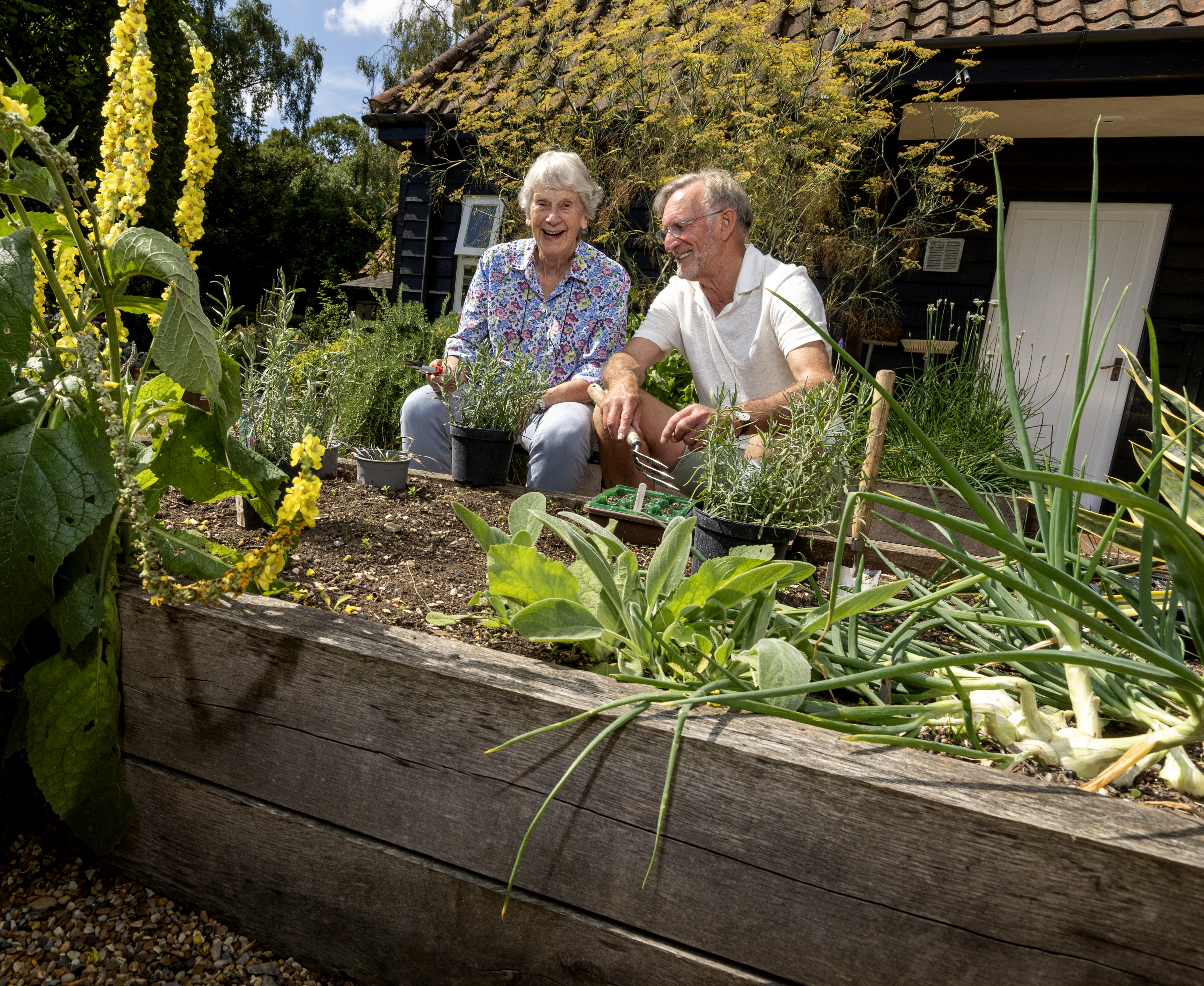 Older couple who takes care of his increased vegetable garden beds.