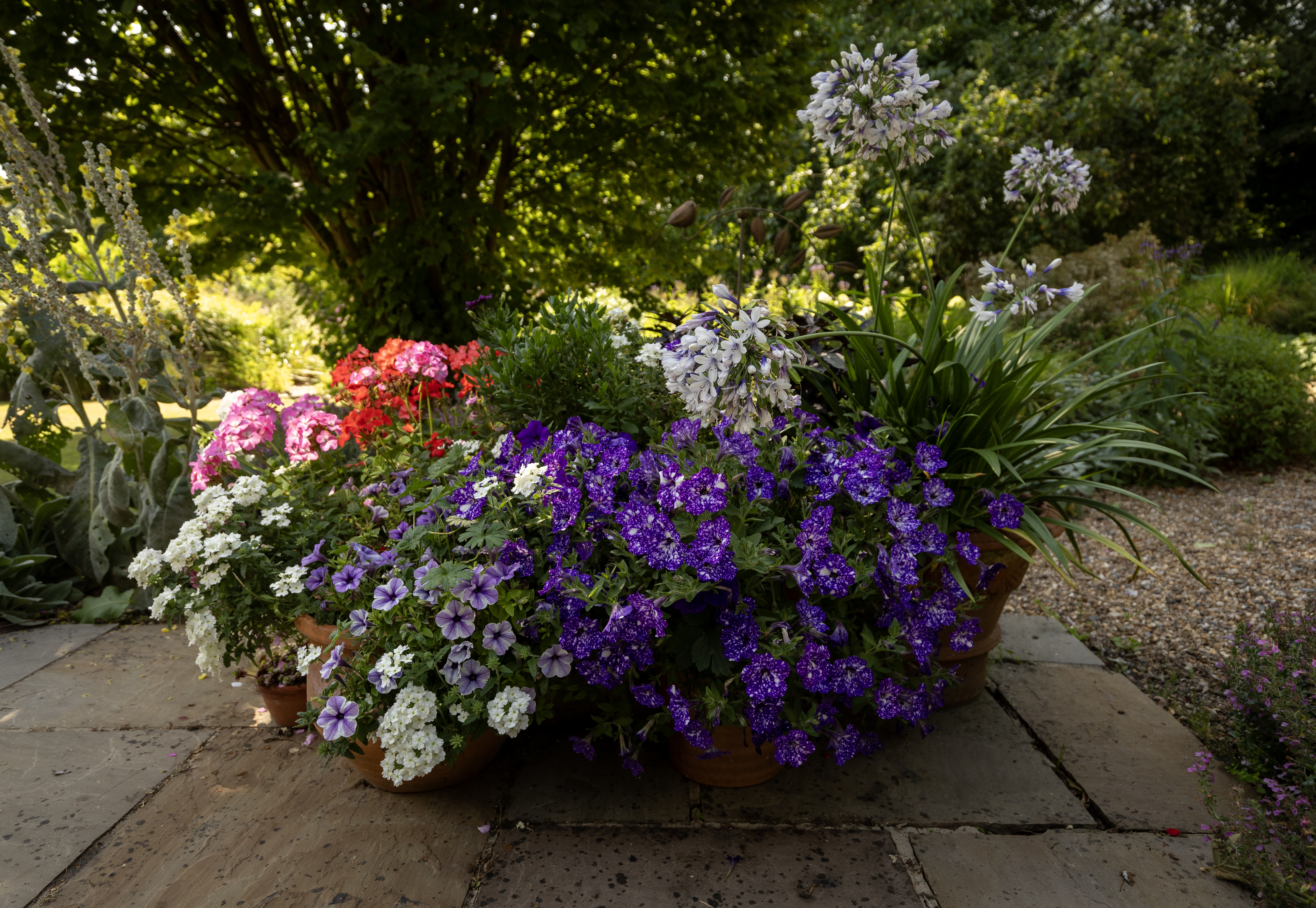 Flower pots with colorful flowers in a garden.