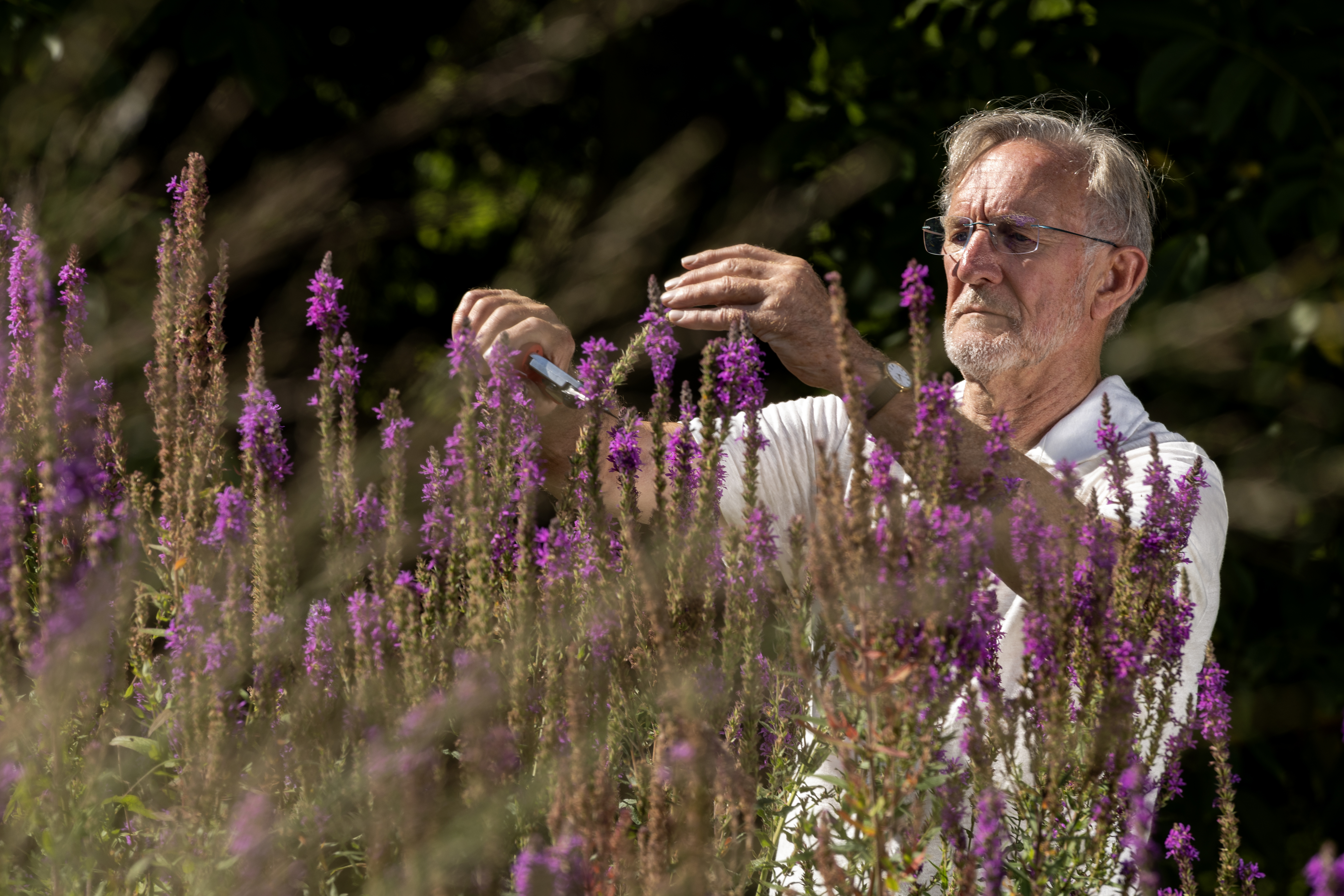 Older man who takes care of purple flowers in his garden.