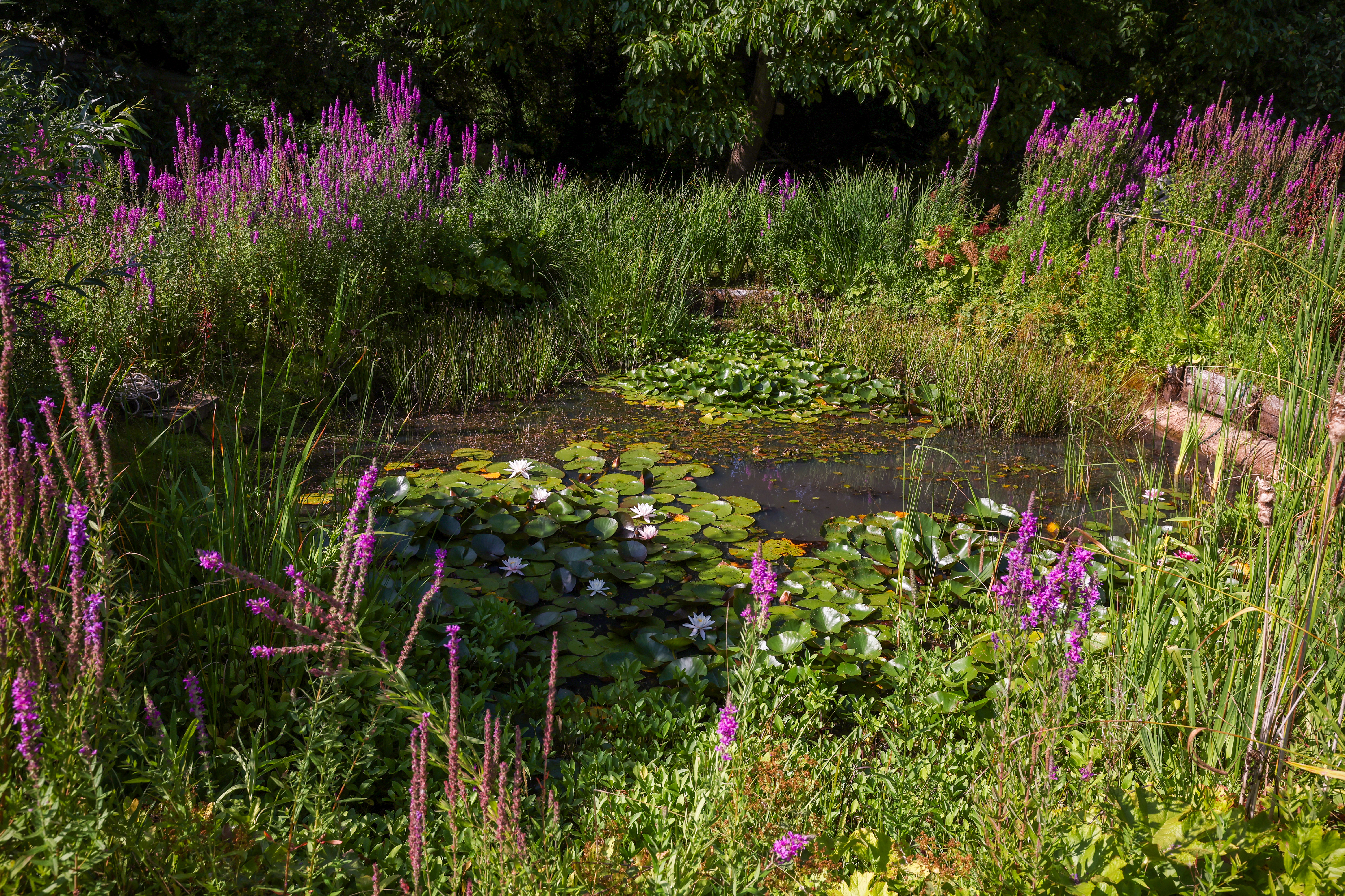 Sancted pond with water lilies and purple lythrum.