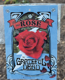 Thankful fans flow into the Golden Gate Park for Dead & Company Weekend - Richmond Review/Sunset Beacon
