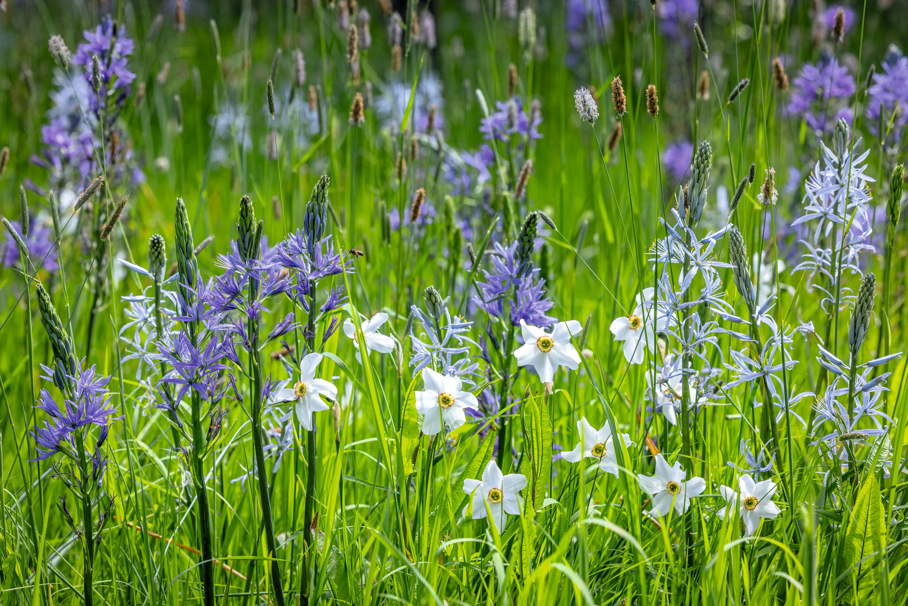 Narcissus Poeticus var. Recurvus AGM - Old Fasan's Eye - and Camassias grow in the meadow on the Perch Hill