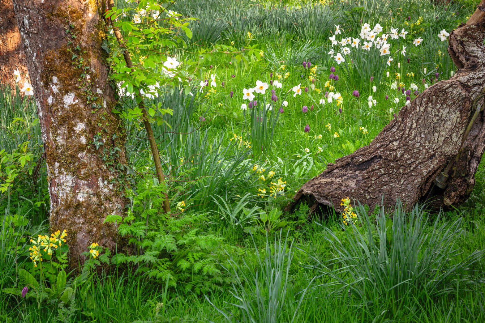 What Great Britain's top garden designer now plants to create dazzling spring meadows in their houses