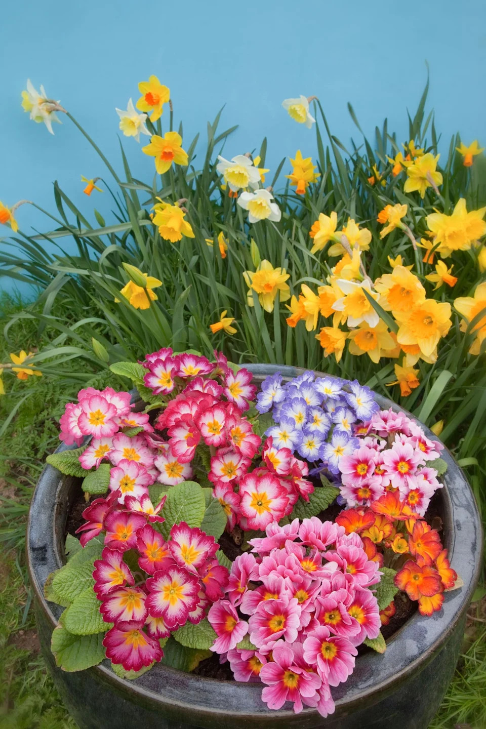 If you are in a rented property, you can add liveliness and color with potted plants (Alamy/Pa).