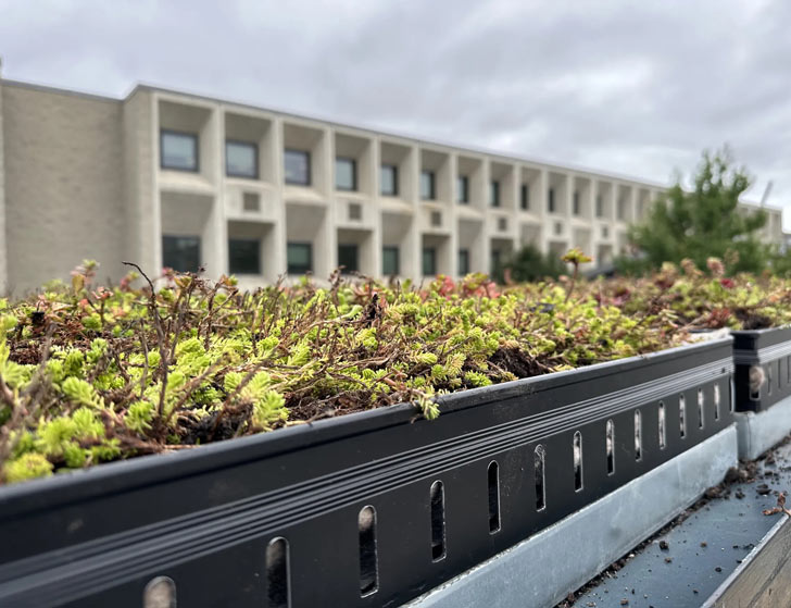 A close-up of Sebrum plants in a bus stop in Boston, Massachusetts,
