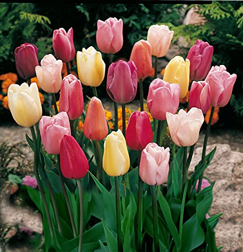 Mixed triumph tulip - 50 lamps