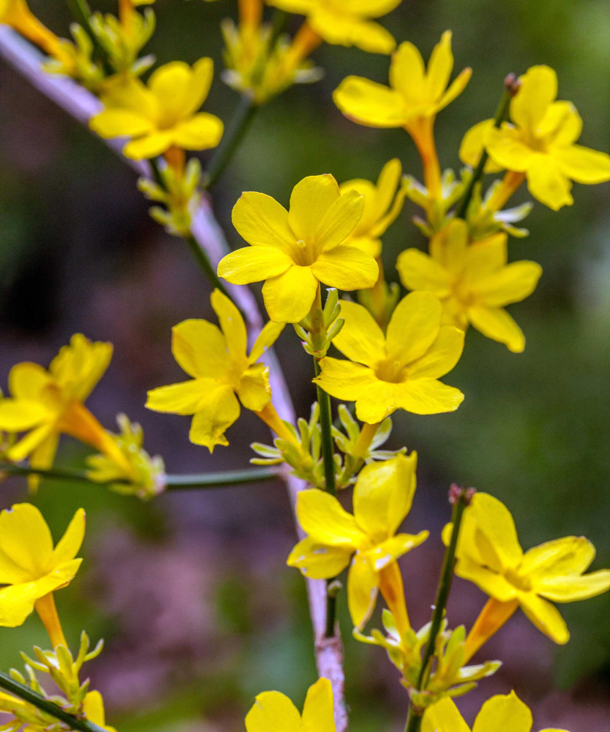 Winter jasmine flowers