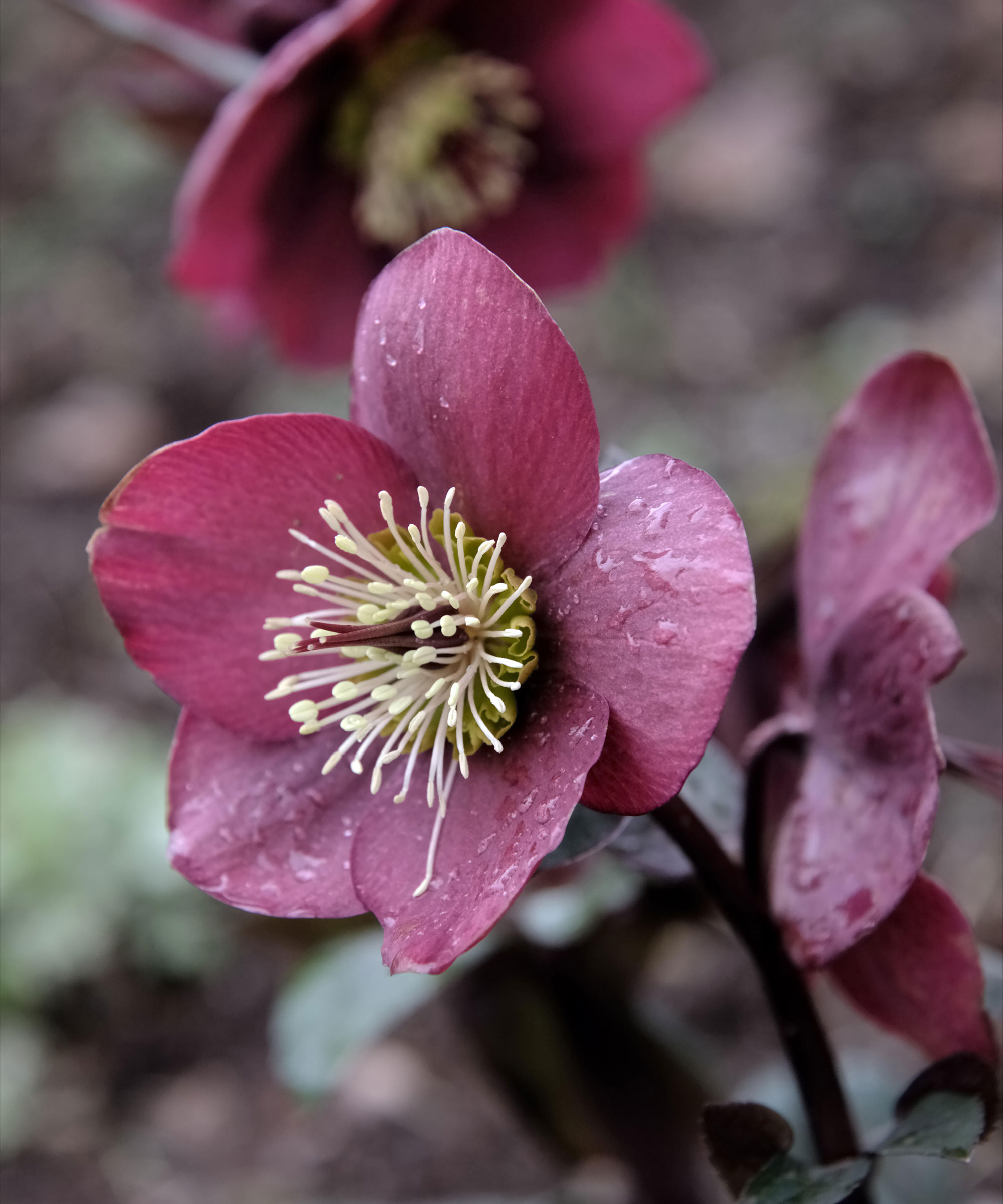 Helleborus (Rodney Davey Marbled Group) 'Anna's Red'